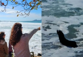 LOBO NAS ONDAS