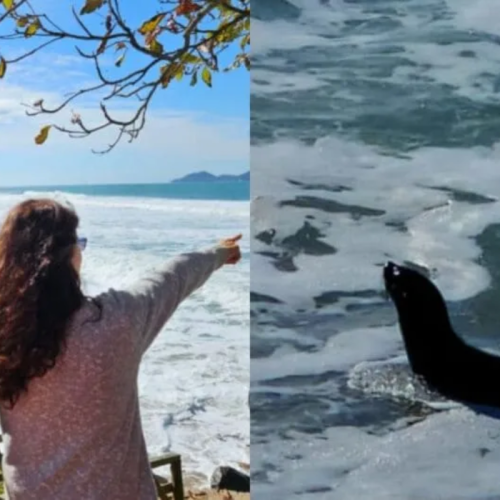 LOBO NAS ONDAS