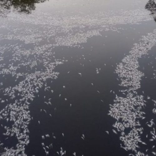 Mangue do Itacorubi agoniza diante da poluição. Zero surpresa!