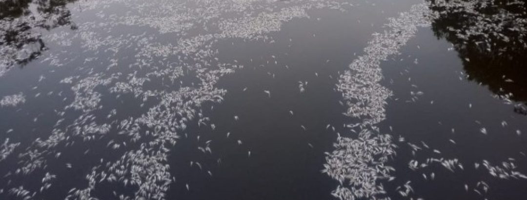 Mangue do Itacorubi agoniza diante da poluição. Zero surpresa!