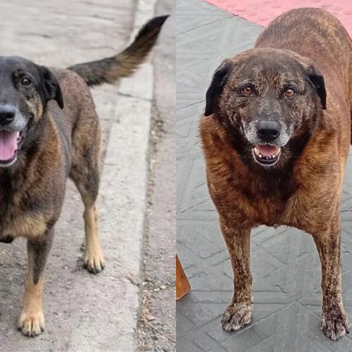 Orelha passou, Sansão ficou — e nada mudou nas ruas