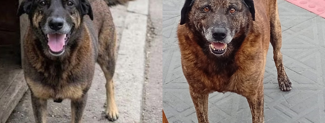 Orelha passou, Sansão ficou — e nada mudou nas ruas