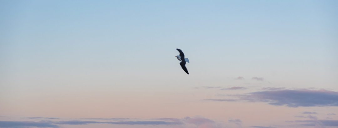 O RECUO ANTES DO SALTO