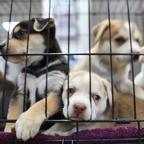 Proibida a venda de cães e gatos em Floripa