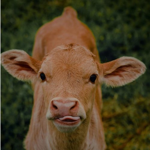 Um Berro no Escuro: Ninguém Ouve?