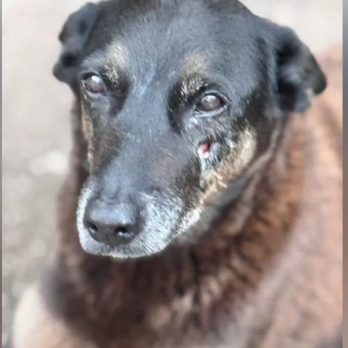 A morte de Orelha não pode silenciar