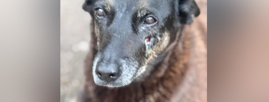 A morte de Orelha não pode silenciar