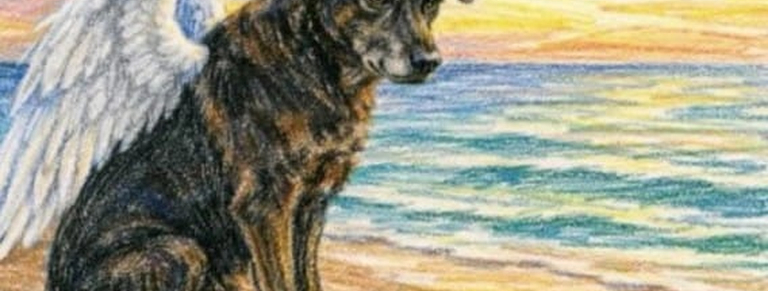 Caso Orelha expõe dois males: provincianismo e tribunal das redes