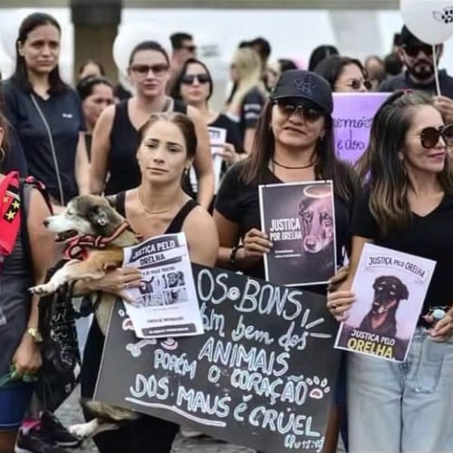 Caso Orelha entre o clamor das redes e os limites da lei