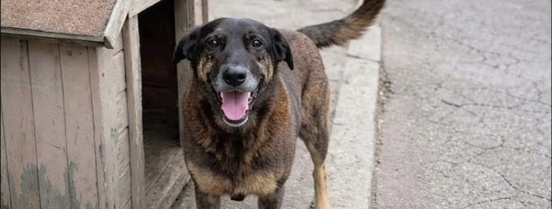 Moção para federalizar o caso Orelha vira palanque em ano eleitoral