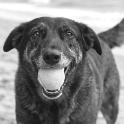 A indiferença também mata