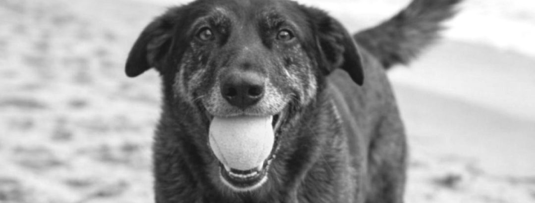 A indiferença também mata