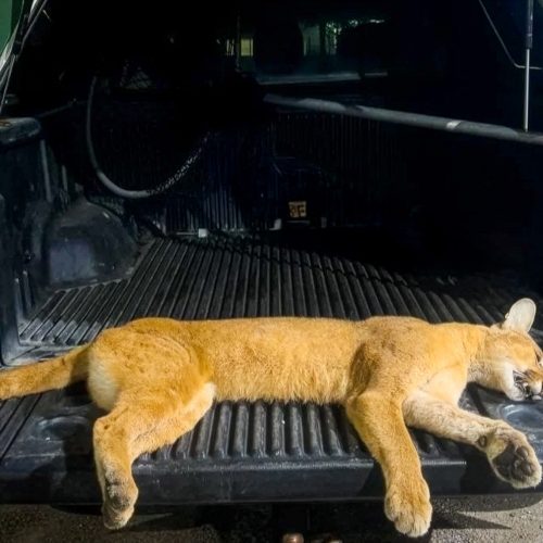 Morte de puma reforça cobrança por passagens nas rodovias